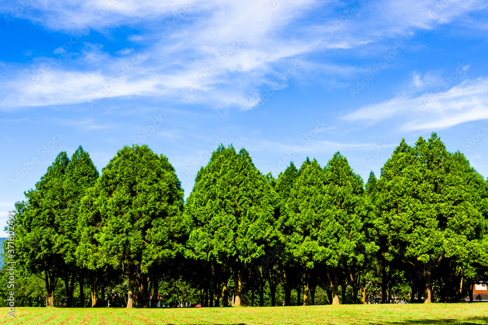 Green tree forest background, fir and pine trees in Nantou, Taiwan. Green tree forest background, fir and pine trees in Nantou, Taiwan.