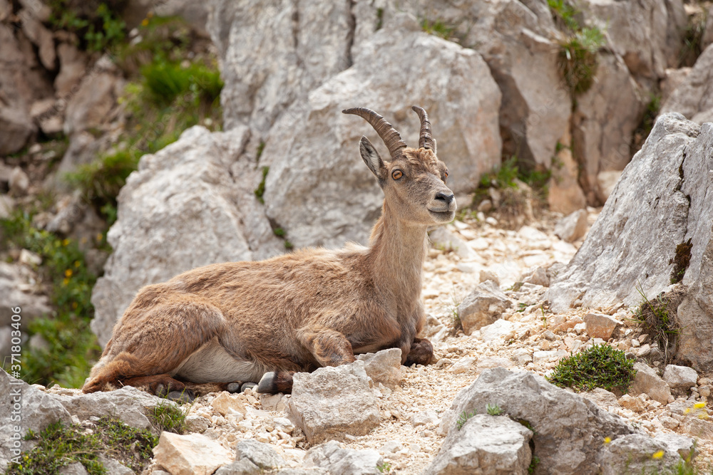 Ibex (Capra ibex) in the mountains. European wildlife nature. Walking in Slovenia. Get close to ibex. Nature in the Triglav National Park. Ibex climb on the rock Ibex (Capra ibex) in the mountains. European wildlife nature. Walking in Slovenia. Get close to ibex. Nature in the Triglav National Park. Ibex climb on the rock