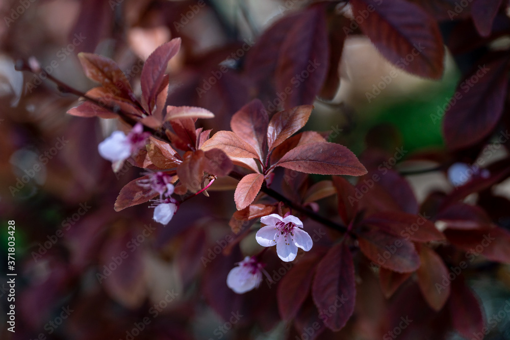 Close-up photo of rosy flower of peach tree