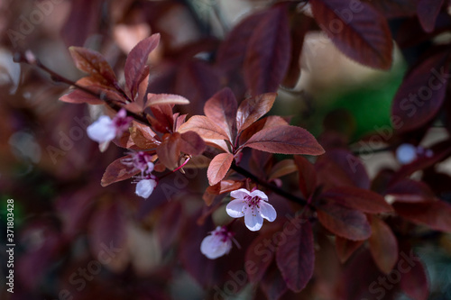 Obraz na płótnie Close-up photo of rosy flower of peach tree w salonie