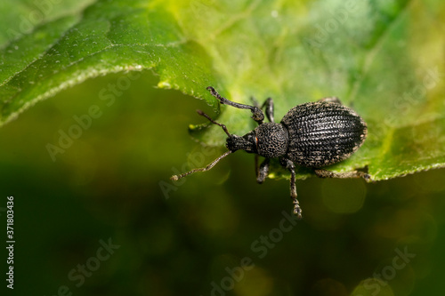 Black vine weevil (Otiorhynchus sulcatus  on a green leaf.  It is a pest of many garden plants. Place for text. © Oksana