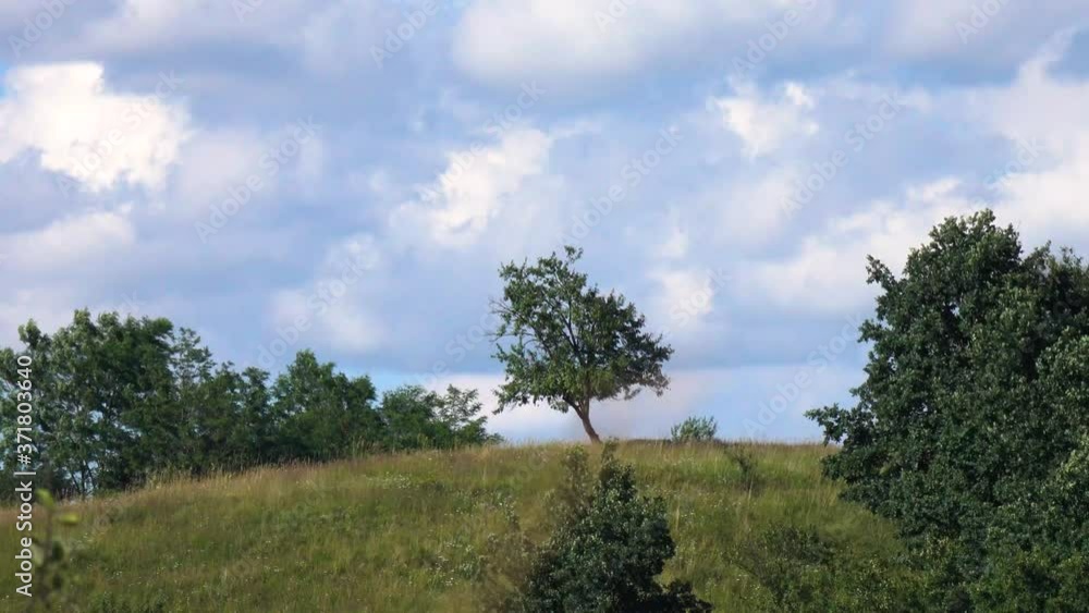 Timelapse with clouds and trees Timelapse with clouds and trees