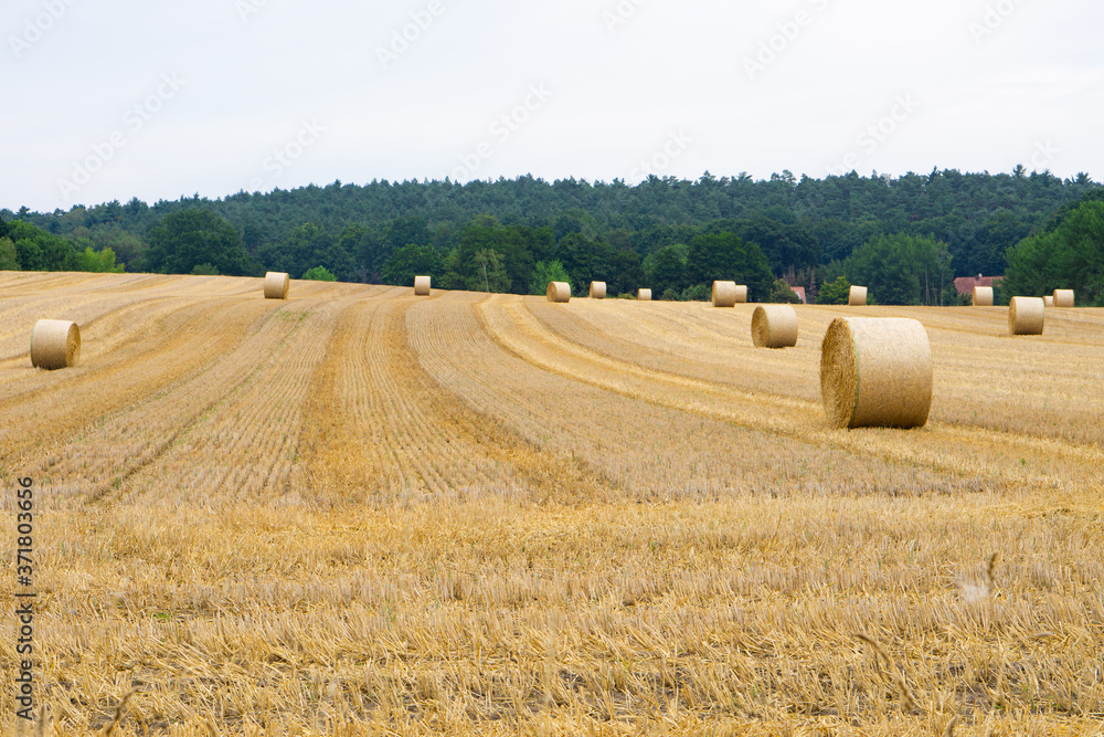 round straw bales on a field