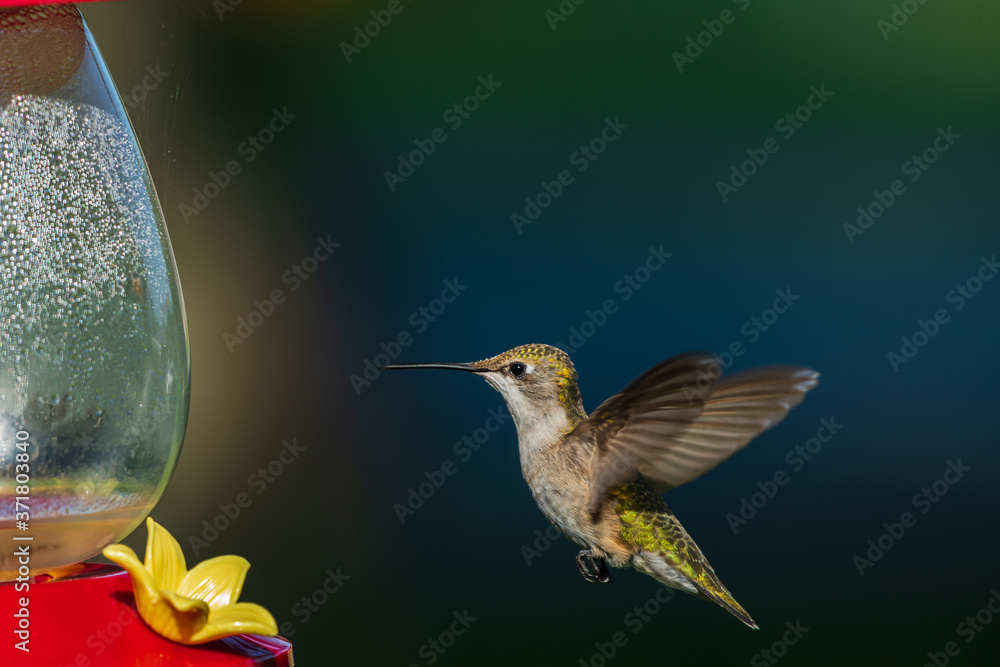 Fototapeta premium koliber na gałęzi