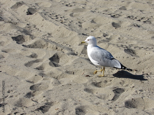seagull walking on the beach