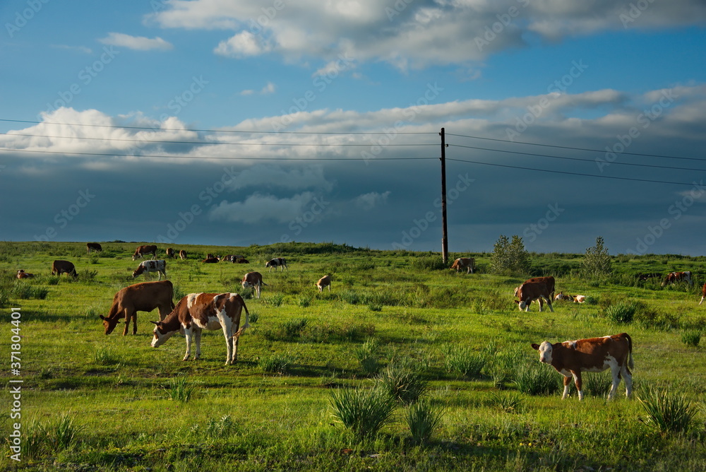 Russia. Khakassia. Cows on vacation in the first sunlight of the early morning along the Shira-Uzhur road. Russia. Khakassia. Cows on vacation in the first sunlight of the early morning along the Shira-Uzhur road.