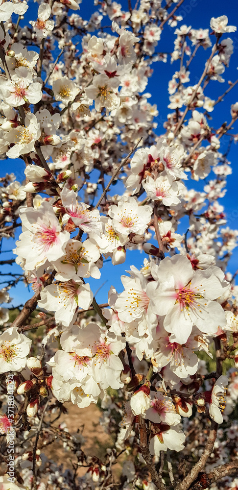 Almond tree flowers closeup detail. A branch with many flowers.