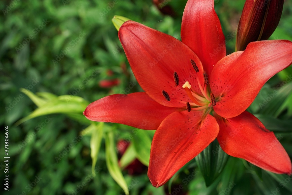 Red lily flower is blooming beautifully at garden. Saitama,Japan Red lily flower is blooming beautifully at garden. Saitama,Japan