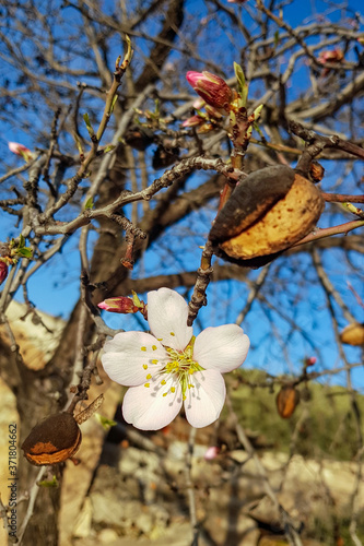 Blossoming almond flower in springtime. Flower on tree