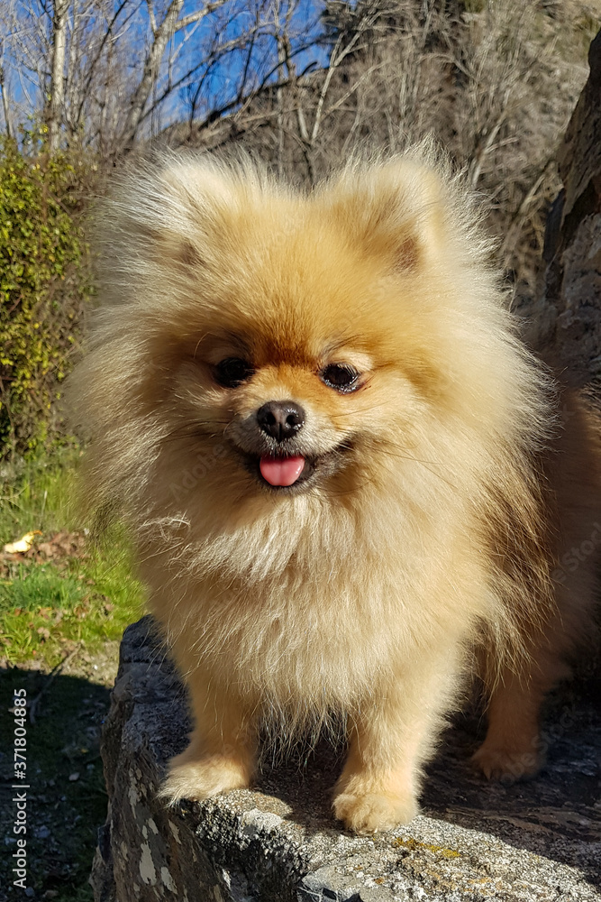 Adorable cute little brown white pomeranian dog. Standing on a bench, looking at the camera and smiling