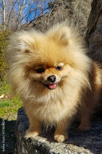 Obraz na płótnie Adorable cute little brown pomeranian little dog. Standing on a bench, looking at the camera and smiling w salonie