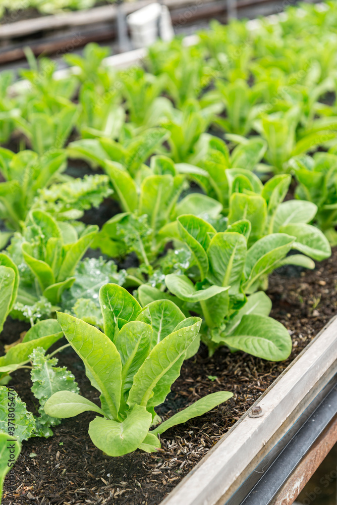 Rows of fresh organic rocket salad lettuce salad plant in Growing Organic vegetable farms.-selective focus Rows of fresh organic rocket salad lettuce salad plant in Growing Organic vegetable farms.-selective focus