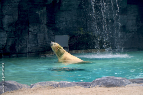 Polar bear is swimming in water at zoo