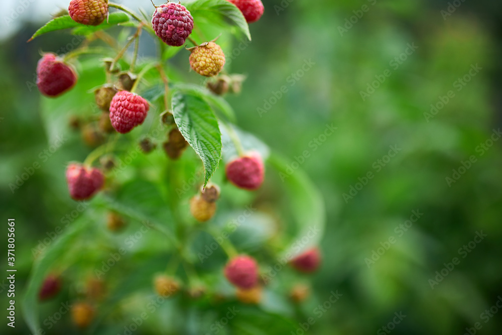 Ripe red raspberry in the fruit garden, raspberry bushes with ripe berries, summer or autumn harvest.. Ripe red raspberry in the fruit garden, raspberry bushes with ripe berries, summer or autumn harvest..