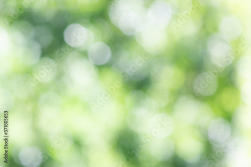 Blurred natural green tree in park. Abstract blur image of green leaves. Blurred green tree for background use. Art of blurred tree. Beautiful leaves bokeh background.