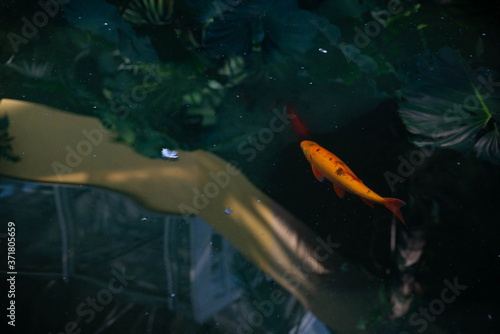 Un poisson et la plume