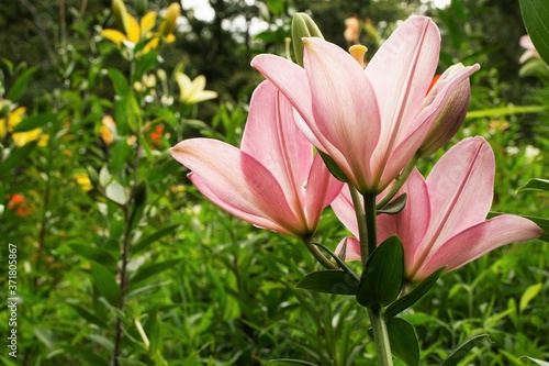 Pink and so many other colorful lily flowers are blooming beautifully at garden. Saitama,Japan.