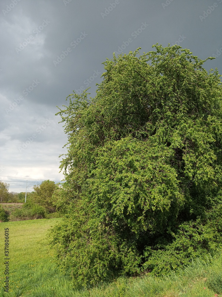 Obraz premium green tree in the field