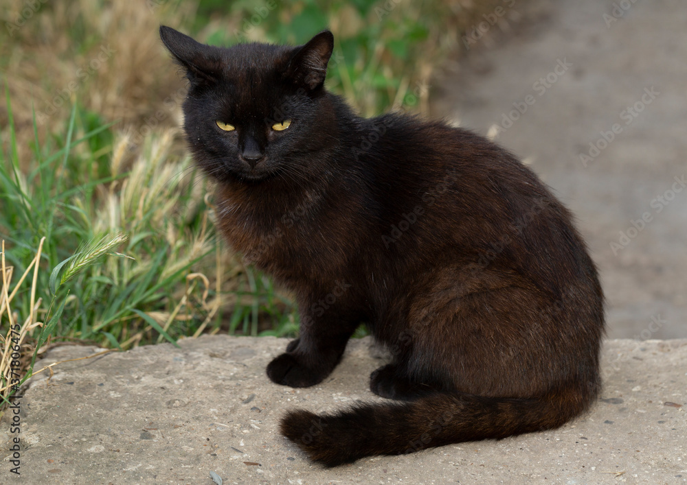 Obraz premium Beautiful Black Cat With Yellow Eyes Looking At Camera.