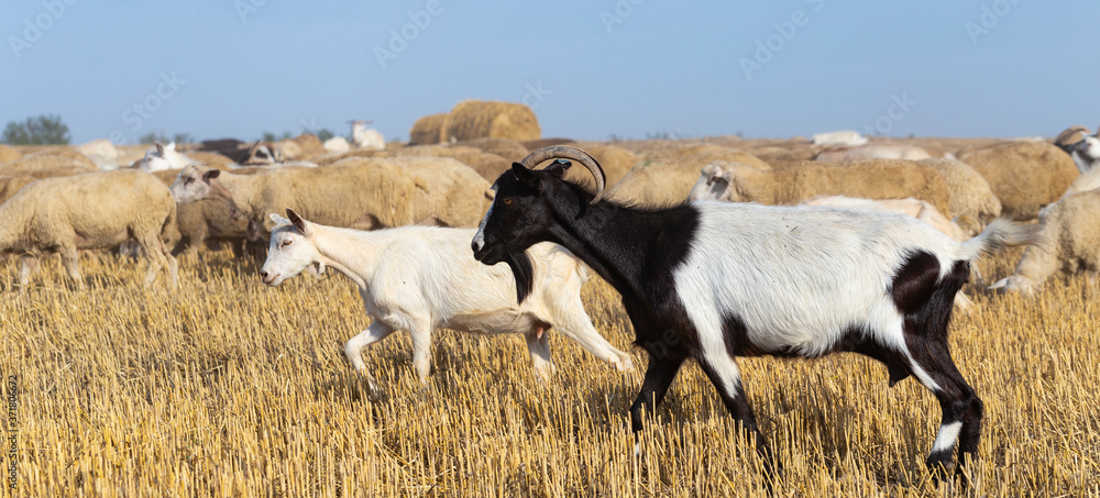 Obraz premium A herd of goats and sheep. Animals graze on the stubble of wheat. Round bales of straw in the field.