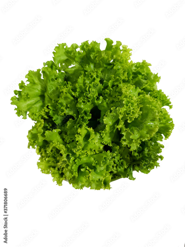 Fresh green lettuce isolated on white background Fresh green lettuce isolated on white background
