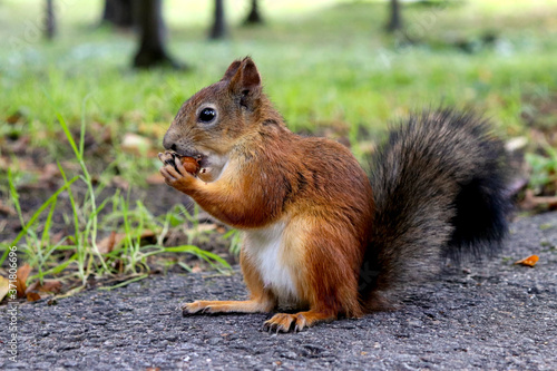 A red squirrel nibbles a hazelnut in the Park.