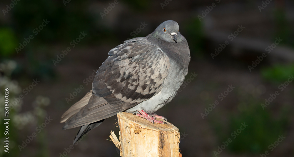 Rock dove, or common pigeon, is a member of the bird Columbidae. A young male bird is sitting on a post.