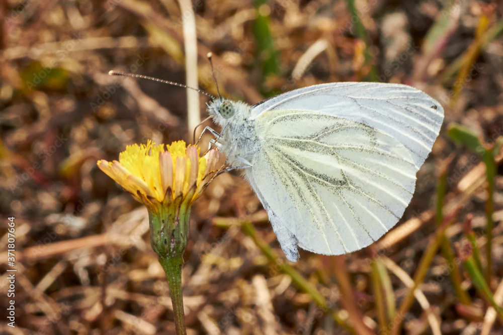 Papillon, Le Houx Bleu, Azuré des Nerpruns Celastrina argiolus Papillon, Le Houx Bleu, Azuré des Nerpruns Celastrina argiolus
