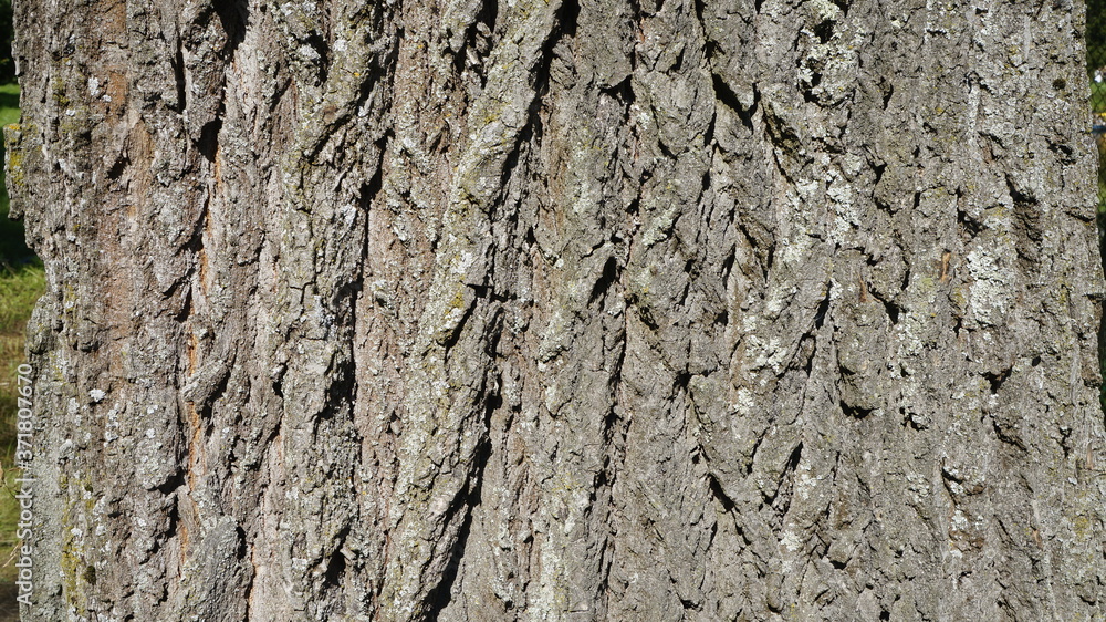 tree texture tree texture