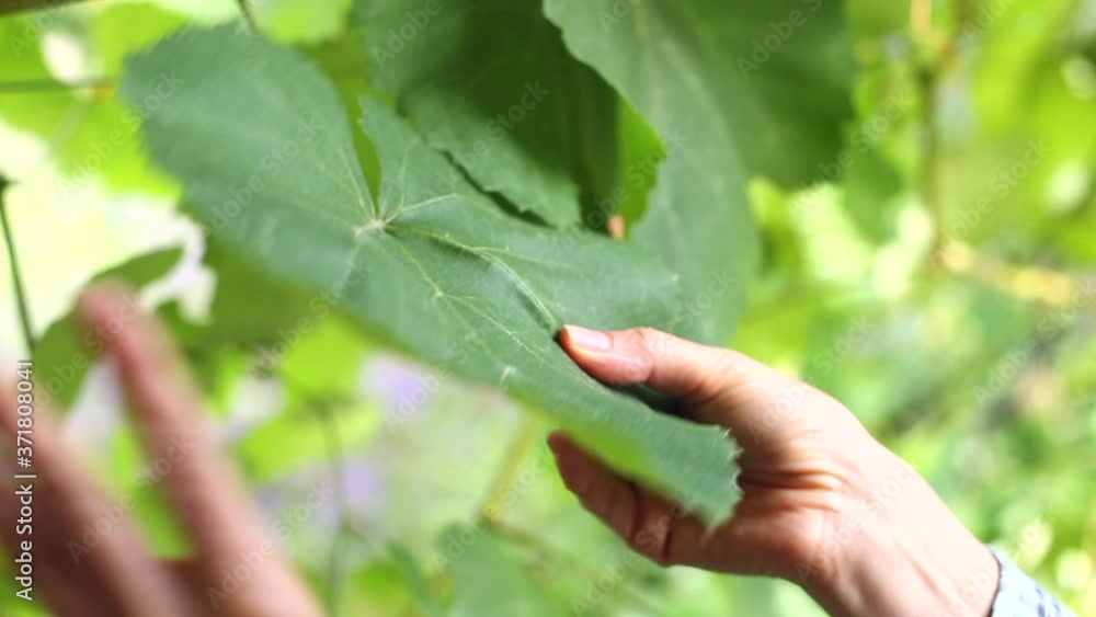 The farmer's hands are holding a grape leaf. Agronomist examines grapes. The farmer's hands are holding a grape leaf. Agronomist examines grapes.