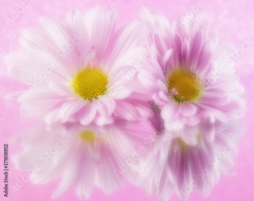 Awesome close up of a soft pink  and yellow daisies side by side with  mirror reflections on a soft pink background fine art photo