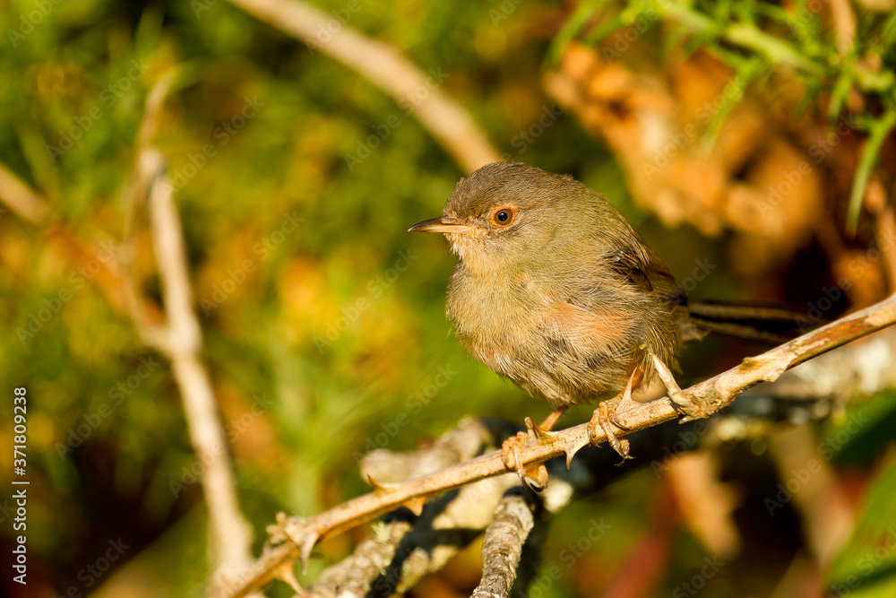 Fototapeta premium Yellow warbler , Sylvia undata, small bird, Spain