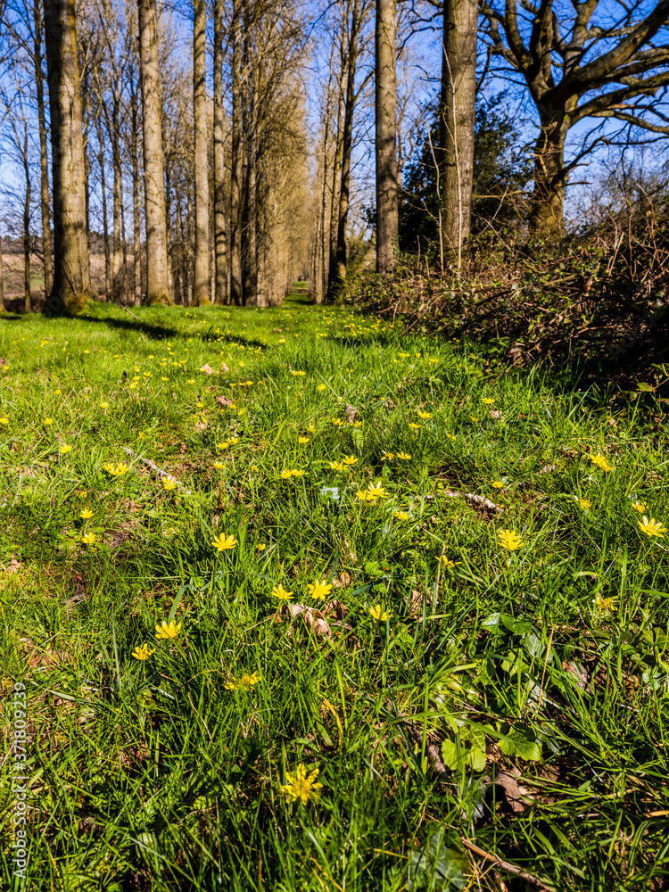 Obraz premium Cotswolds scenery and agricultural landscape England UK