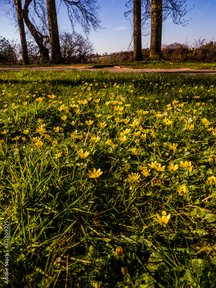 Obraz premium Cotswolds scenery and agricultural landscape England UK