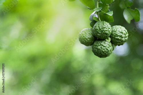 closeup bergamot with kaffir lime leaves on greenery blurred background.Bergamot is popular Thailand herb and always add ingredients to Thai food.