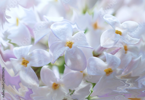 Awesome beautiful close-up of pale lilac flowers full frame