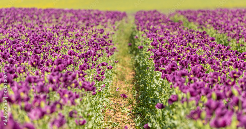 trail in violet poppy flower field, shallow depth of focus trail in violet poppy flower field, shallow depth of focus