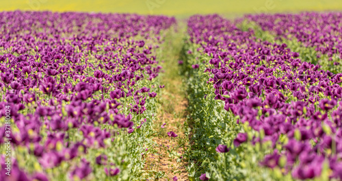 trail in violet poppy flower field, shallow depth of focus