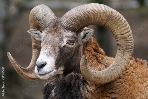 Full frame close-up portrait of a big horn ram mouflon
 photo