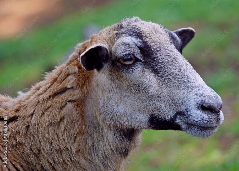 Full frame close-up portrait of a female big horn ram mouflon Full frame close-up portrait of a female big horn ram mouflon