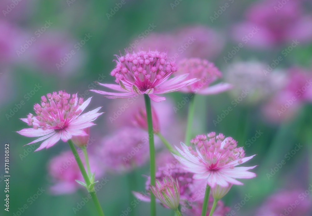 Awesome beautiful close up and field  of pink great masterwort astrantia major  on a pink and green luminous background