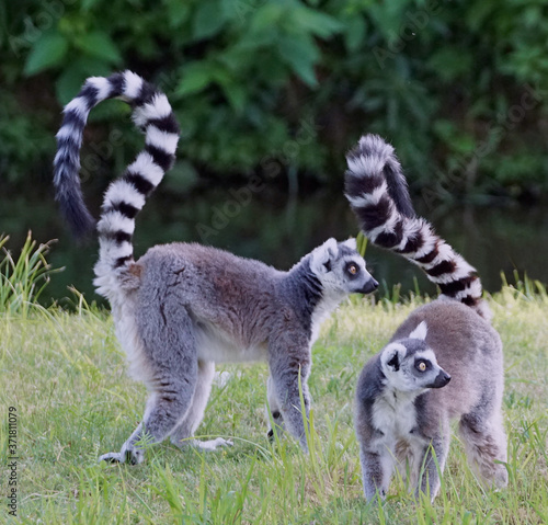 Two lemurs tails up standing and paying attention on movement on their right side 
