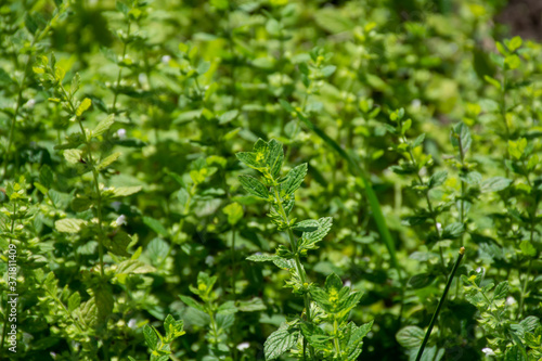 Botanical collection of kitchen and medicinal plants, lemon balm or melissa officialis