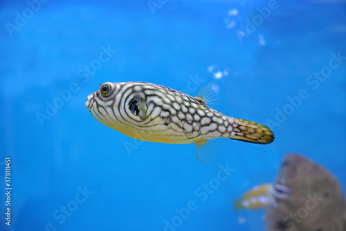 The white-spotted puffer, Arothron hispidus is a medium to large-sized puffer fish, swimming in the aquarium.