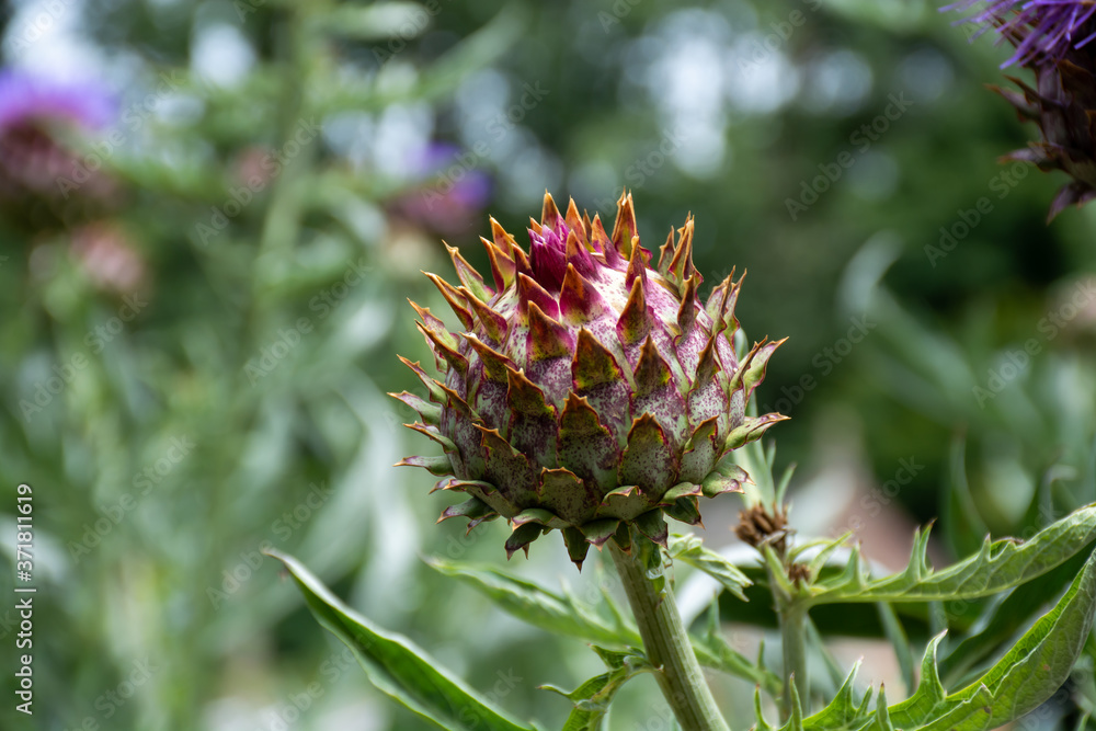 Botanical collection of plants and herbs, Cardoon or Cynara cardunculus or artichoke thistle, edible plant Botanical collection of plants and herbs, Cardoon or Cynara cardunculus or artichoke thistle, edible plant