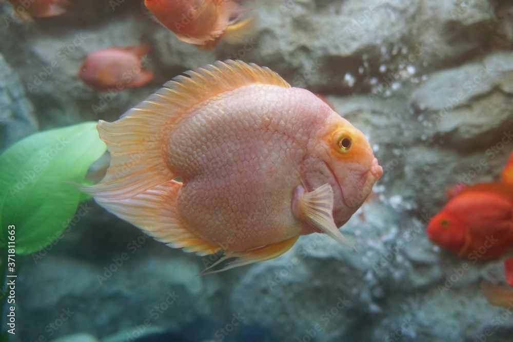 Blood parrot cichlid fish in the aquarium. Amphilophus citrinellum x Vieje synspila. Blood parrot cichlid fish in the aquarium. Amphilophus citrinellum x Vieje synspila.
