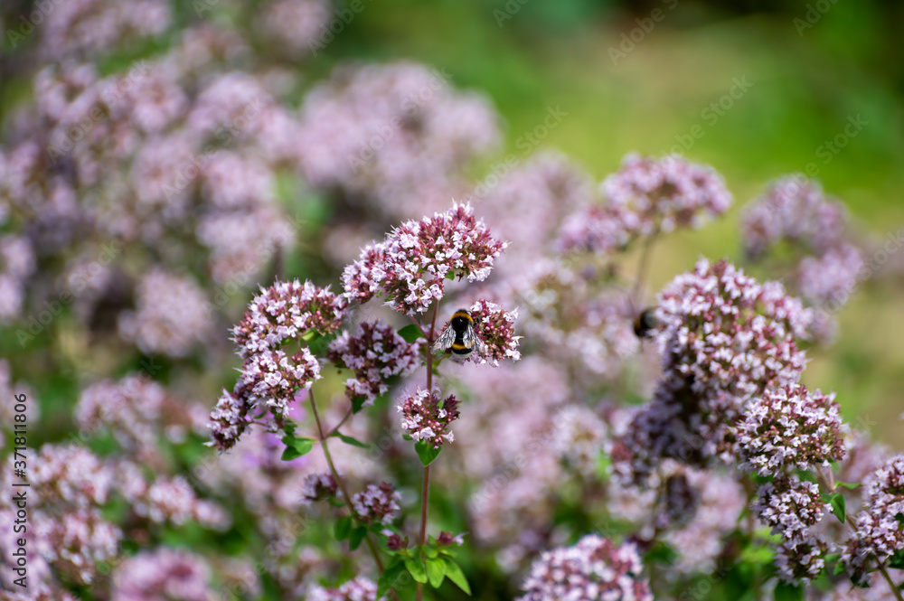 Fototapeta premium Botanical collection of medicinal and edible plants, blossom of oregano or origanum vulgare kitchen herb
