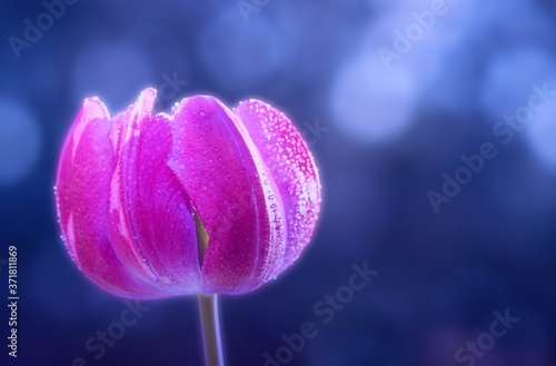 Beauty shivering a beautiful pink tulip covered in waterdrops on a soft blue and luminous bokeh background © Christiane
