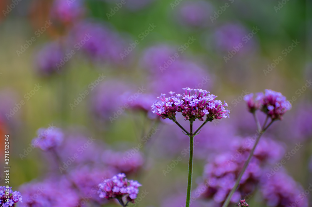 Botanical collection of medicinal and edible plants, purple flowers of