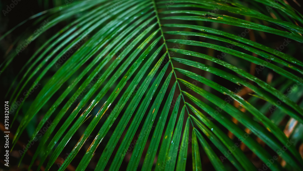 Fototapeta premium green leaves of palm for nature background 